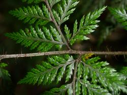 Lastreopsis hispida. Adaxial surface of frond showing bristle-like scales on the rachis and costae.
 Image: L.R. Perrie © Leon Perrie CC BY-NC 3.0 NZ